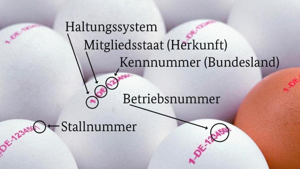 german-eggs-identity