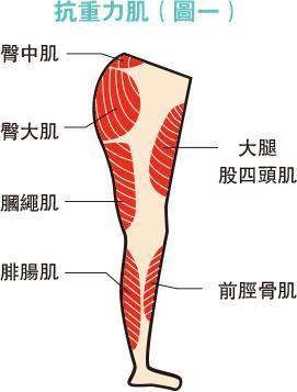 knee-muscle